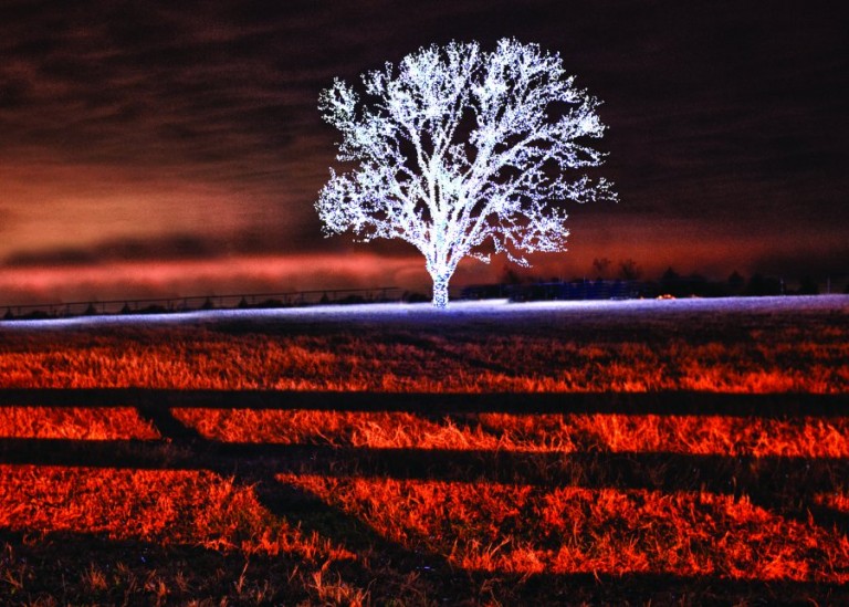Shining tree makes spirits bright