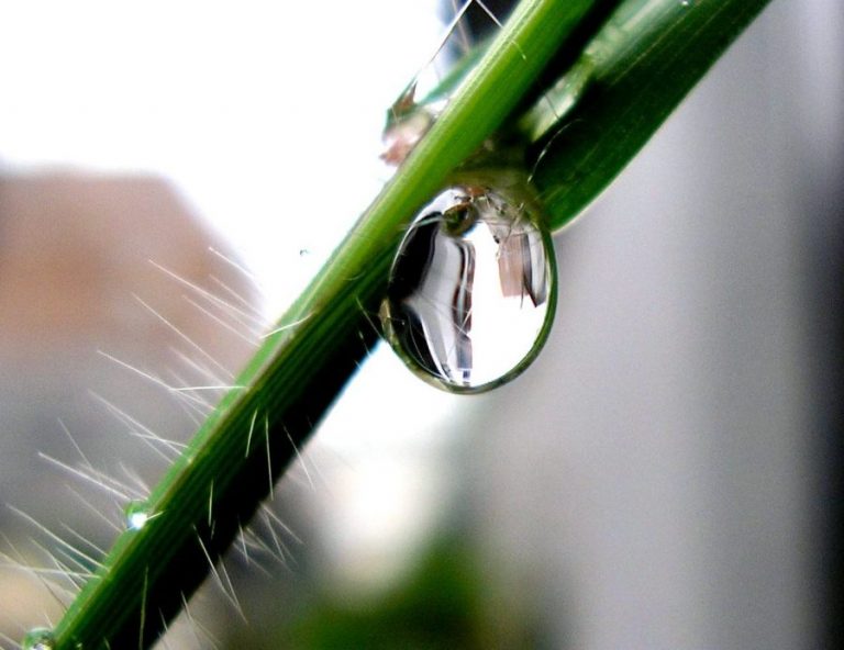 The up and down of plant stems