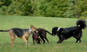 generic dog park