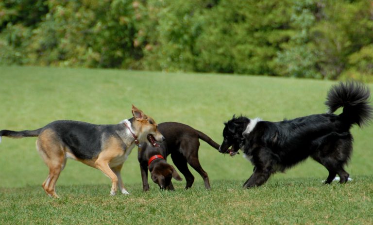 Flower Mound hosts dog park safety meetings