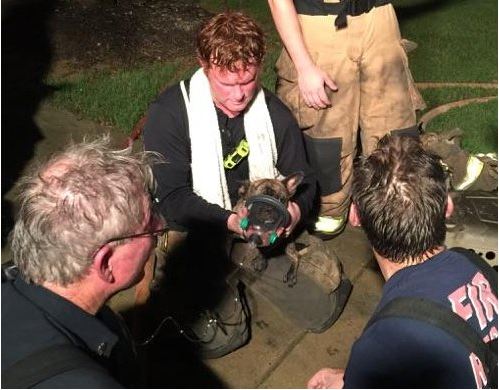 Puppy rescued from fire given oxygen with dog mask