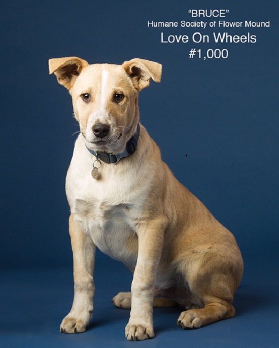 Flower Mound’s humane society sends 1,000th dog through Love on Wheels program