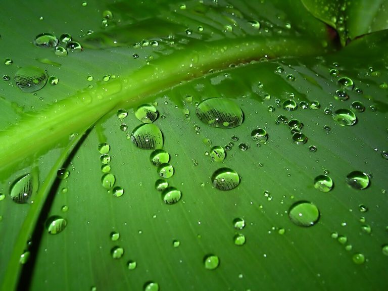 How water moves inside plants