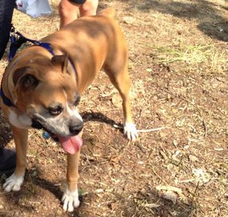 Dogs, residents gather for ground breaking at dog park