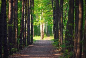 Flower Mound's Planning & Zoning Commission said language in the town's tree mitigation ordinance should be removed. This would make tree replacement requirements for non-residential developers stricter.