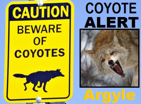 Argyle urges caution, coyotes suspected in area