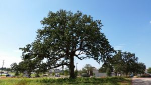 tree in north FM