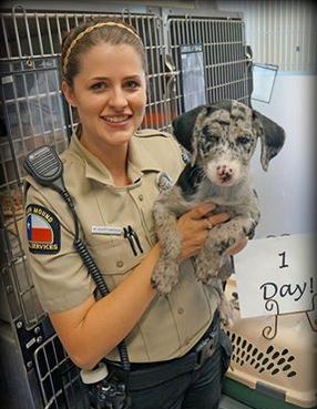 Clear The Shelters event helping DFW pets find homes