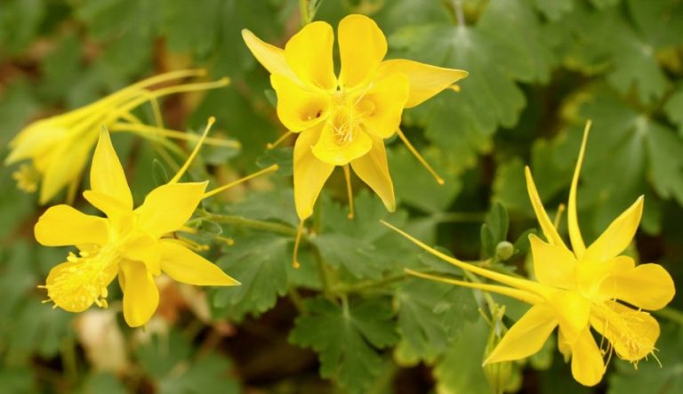 Texas Superstars and other natives