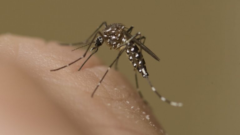 Denton County to spray for mosquitoes after traps test positive for WNV