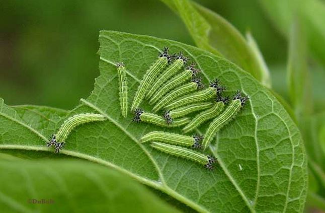 Caterpillar destroying area hackberry trees