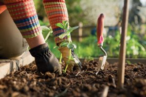 Fall-Gardening