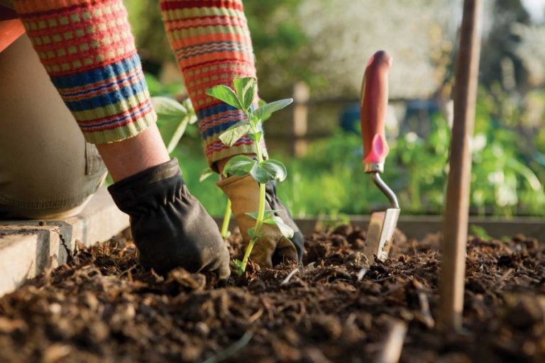 Sweet’n’Sour: pH for Gardeners