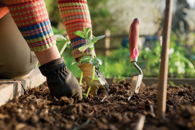 Fall gardening events