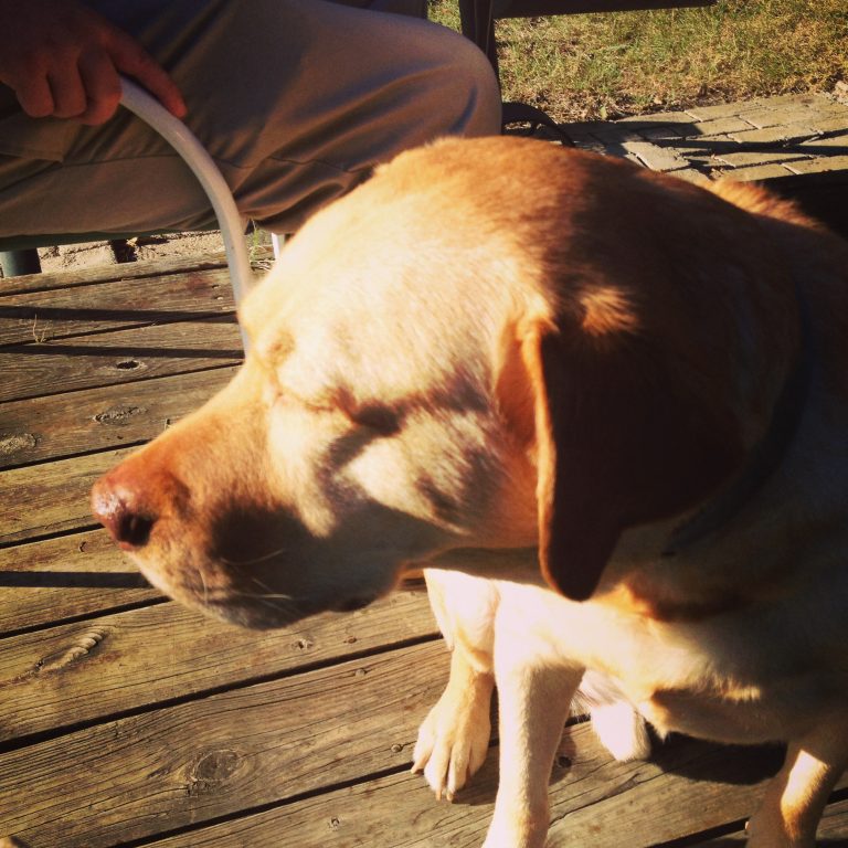 Flower Mound residents want dog-friendly restaurants