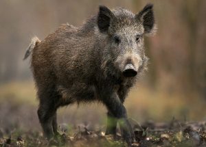 feral hog