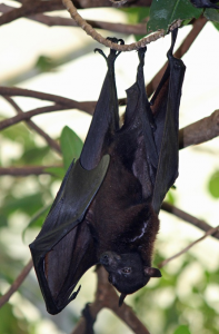 Bat 2