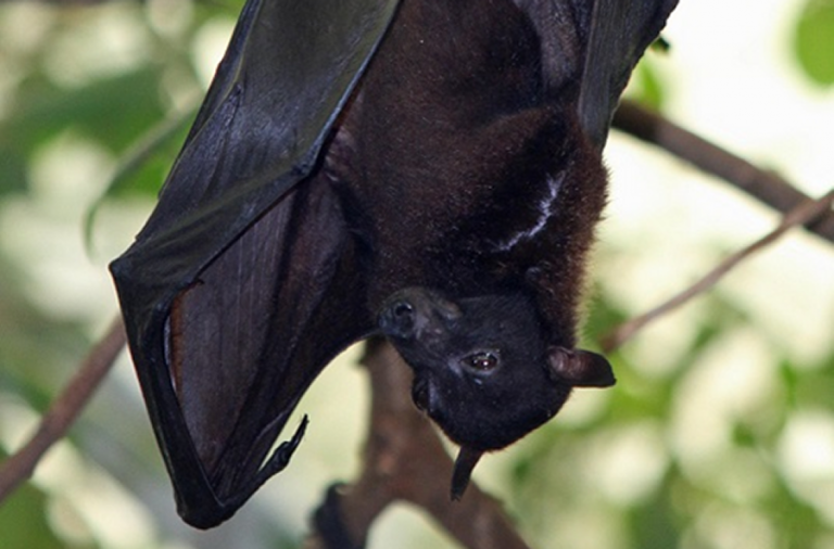 Go batty at the library