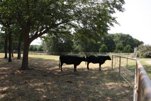 It will soon be time for these bovines to mooove as million dollar homes will sprout up in their place.