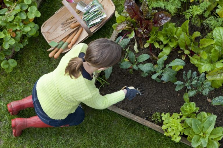 Gardening: Patio Container Vegetables - Cross Timbers Gazette, Southern  Denton County, Flower Mound