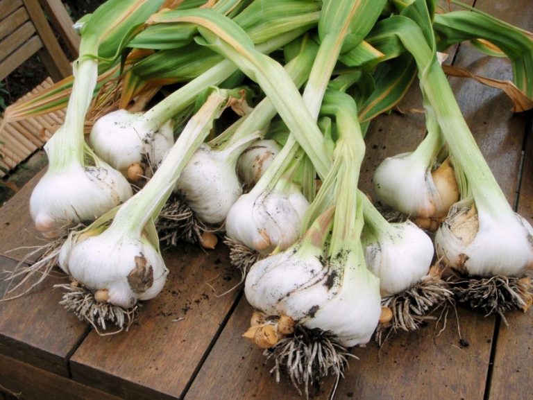 Gardening: Parlez-Vous Garlic?