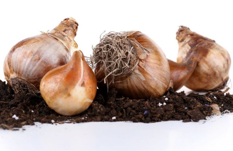 Think spring bulbs now