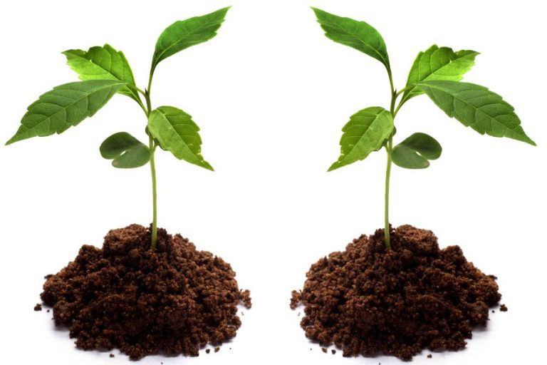 Affordable trees for a good cause