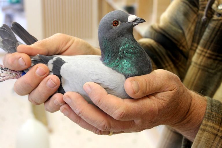 Pigeon racing: Not just for the birds