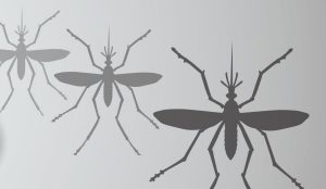 Mosquito graphic