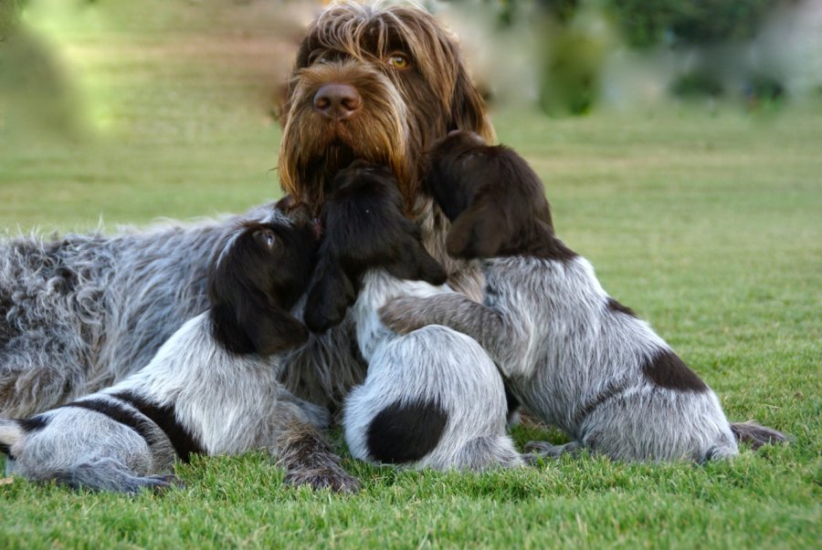 Bear shop hug griffons