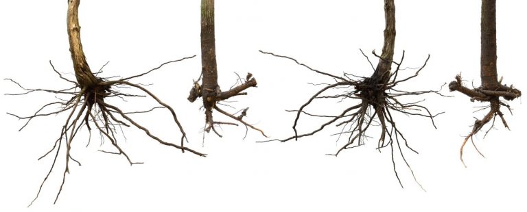 Gardening: Topsoils and Subsoils