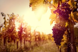 grapevine at sunset