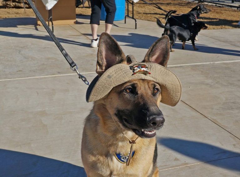 Flower Mound pet registration event this Saturday