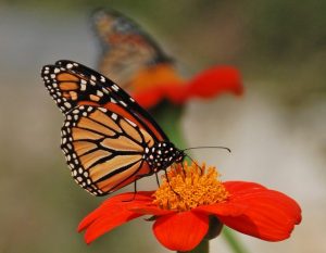 A monarch butterfly on a tithonia blossom. (Photo: Melinda Myers, LLC.)