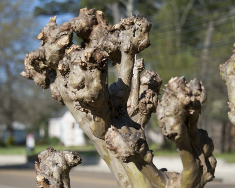 Crape Murder: Whodunnit?