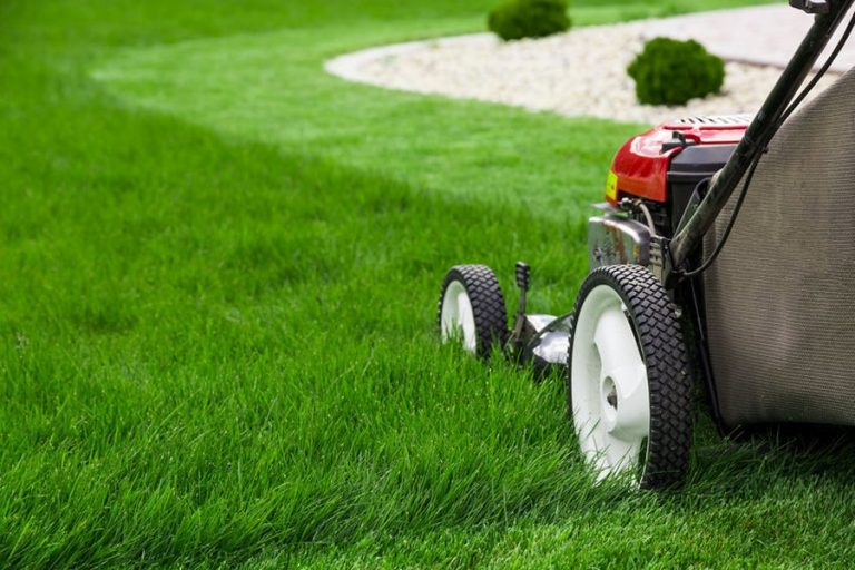 Tips for a healthy lawn