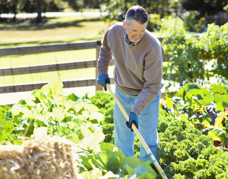Low maintenance vegetable gardening for a bountiful harvest
