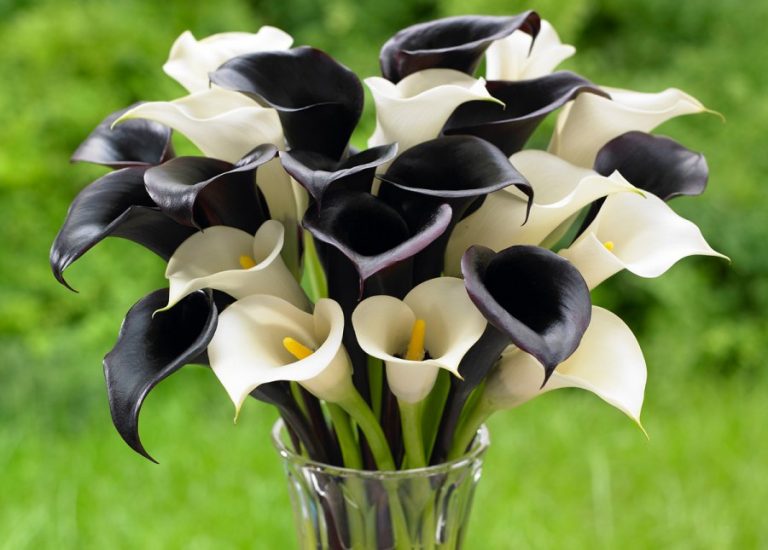 Extend the garden season with spring planted bulbs