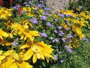 Rudbeckia 'Prairie Sun' and Ageratum 'Blue Horizon' make a nice combination, adding plenty of color to the garden. (Photo by Melinda Myers, LLC)