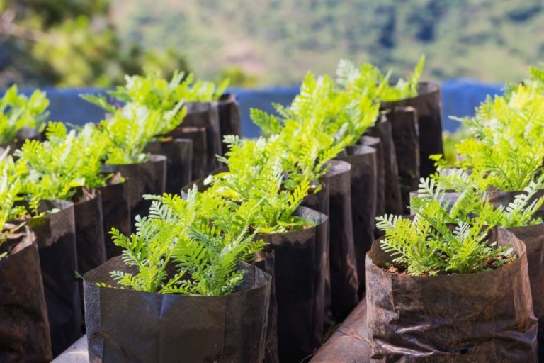 Plant propagation for beginners