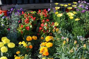 assorted flowers