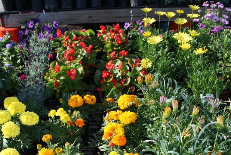 Gardening: Hot and cold — Thermoperiods