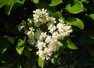 Ligustrum-japonicum-Texanum