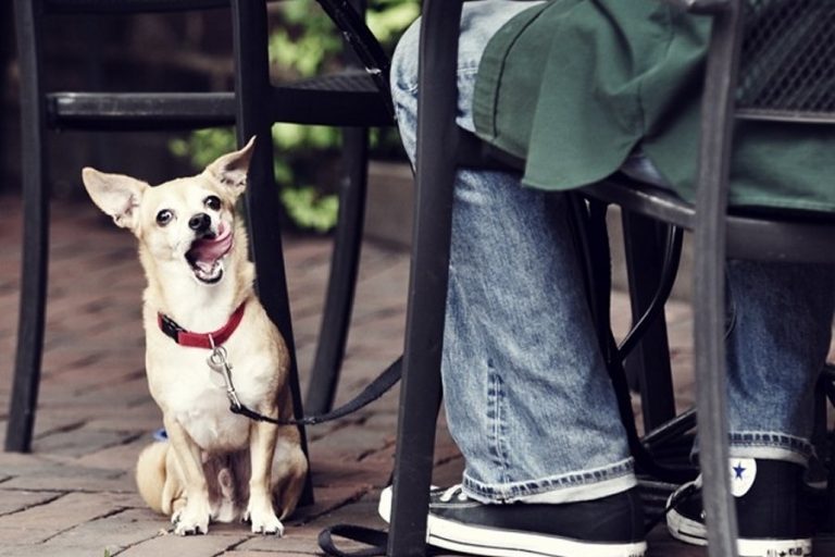 Pooches welcome on the patio