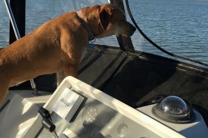 dog on boat