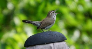 wren bird nature