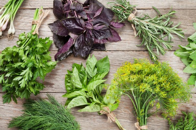 A Pinch of Flavor – Cooking with Herbs