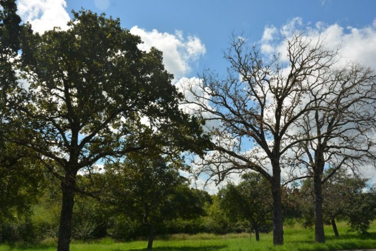 Widespread post oak decline reported