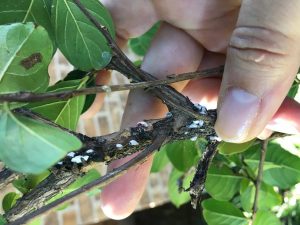 Crape myrtle bark scale