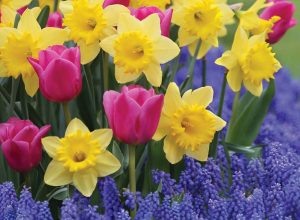 Dutch Master daffodils, Involve tulips and Muscari provide several layers of color in the garden. (Photo: Longfield Gardens)